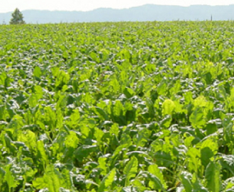 ビート・スイートコーン